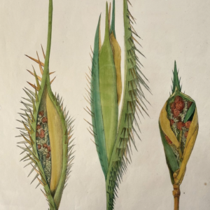 Unusual late 19th century lithographs dedicated to the palm family.